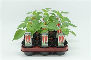 Afbeelding van Paprika. Zoete punt paprika